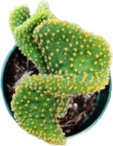 Miniatura 7 de Plantas de cactus vivas de USKC (Maceta de 5 cm Gymnocalycium damsii VAR. tucavocense)