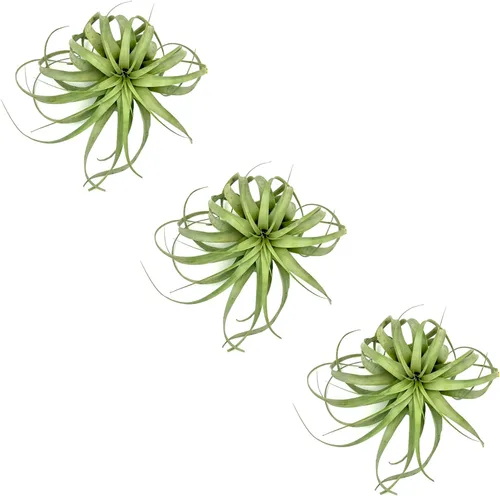 Miniatura 10 de ragnaroc Plantas de aire – Tillandsia Xerographica, gigante de 9-14 pulgadas – 1 unidad – Llegada viva garantizada – Plantas