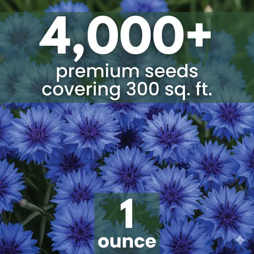 Miniatura 2 de Aciano azul – 4,000 semillas para plantar – Temporada 2026 – Bolsa de 1 onza