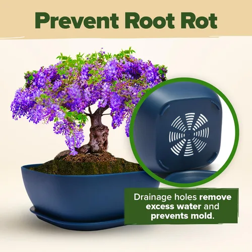Miniatura 7 de HOME GROWN Kit de árbol bonsái – 6 variedades heredadas con macetas únicas – Kit de inicio de bonsái DIY para adultos y principiantes – Regalo