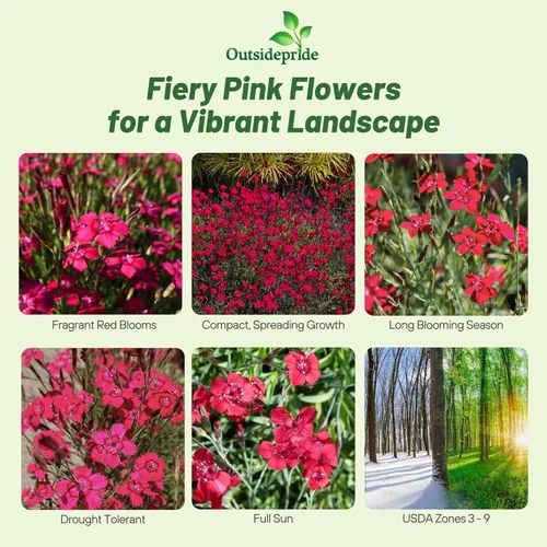 Miniatura 5 de Outsidepride Deltoides Maiden - Semillas de Dianthus rosa para plantar, 5000 unidades, semillas de flores perennes resistentes y fáciles de cultivar