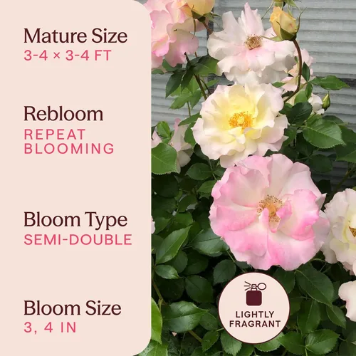 Miniatura 6 de Heirloom Roses Rose Bush - Easter Basket™ Planta amarilla viva para plantar al aire libre
