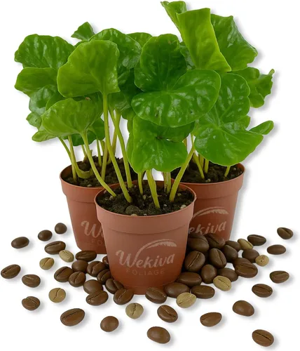 Miniatura 7 de Planta de café – 1 planta de inicio vivo – Coffea Arabica – Hermosa planta de interior de fácil cuidado para el patio y jardín comestibles