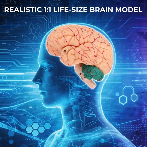 Miniatura 2 de Modelo de anatomía del cerebro humano, modelo cerebral de tamaño natural de 8 partes con estructura magnética desmontable, numeradas 32 estructuras