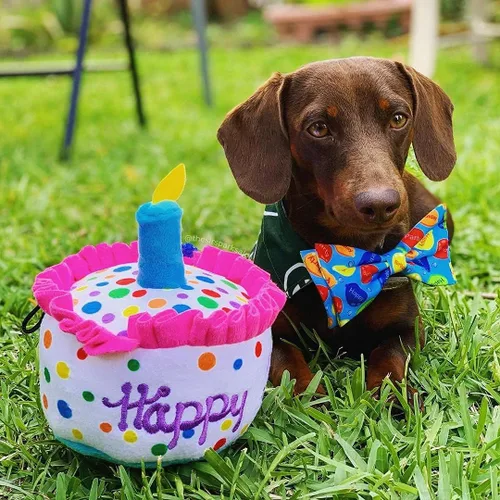 Miniatura 5 de Huxley & Kent Pajarita para mascotas para perros y gatos – Accesorio ajustable para el día de San Valentín – Lindo y cómodo para vacaciones