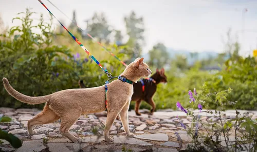 Miniatura 8 de pidan Juego de arnés y correa para gatos, a prueba de escape, arnés ajustable para gatos grandes y pequeños, ligero y suave arnés seguro para Varios