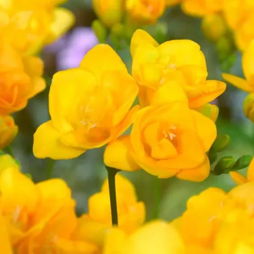 Miniatura 5 de Fresia - Bulbos de flores amarillas dobles fragantes, bombillas perennes fáciles de cultivar para plantar en otoño, perfectos para flores cortadas