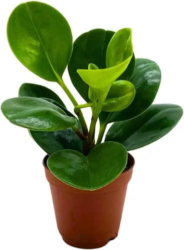 BubbleBlooms Peperomia Obtusifolia - Planta de mármol verde en maceta de goma de 2 pulgadas con hoja de cuchara pequeña