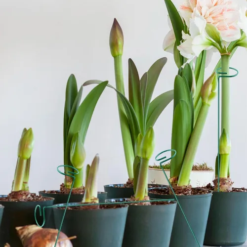 Miniatura 4 de 20 piezas de 16 pulgadas verdes de un solo tallo para plantas de jardín, anillos de soporte de flores, accesorios para amarilis, orquídeas, lirios