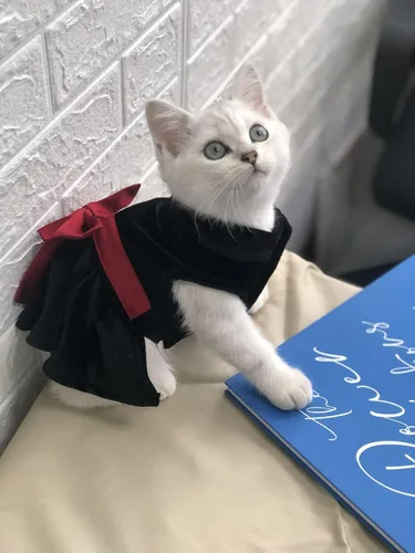 Miniatura 7 de Vestidos para Mascotas para Perros Pequeños y Gatos Hembra, Lindo Vestido de Princesa con Lazo para Cachorro, Camisa Falda para Todo Clima, Ropa