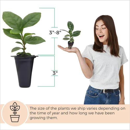 Miniatura 3 de Planta de té Camelia (paquete de 4) Planta viva real a la venta Perfecta para los amantes del té Resistente y fácil de cultivar para plantar