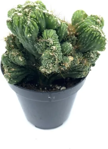 Miniatura 9 de Cactus de lirio de Pascua de 8 pulgadas, Echinopsis Subdenudata, totalmente enraizado, resistente y tolerante a la sequía, fácil de cultivar