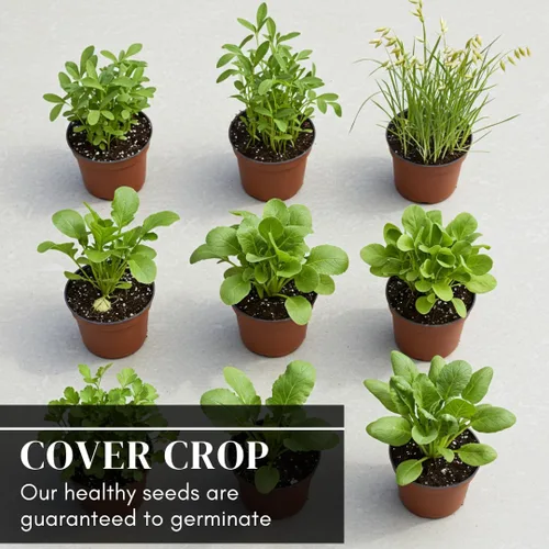 Miniatura 4 de No-Till Cover Crop 10 Seed Mix - Centeno de invierno, trébol blanco, guisantes de invierno austriacos, triticale, trébol carmesí, guisantes de vaca