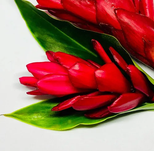 Miniatura 2 de Wellspring Gardens - Planta viva de jengibre rojo enano, Alpinia purpurata, flora tropical de alta calidad para interiores y exteriores, perfecta