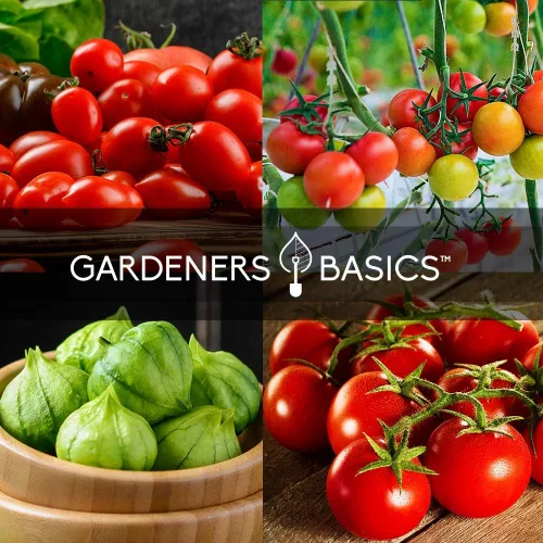 Miniatura 5 de Gardeners Basics, Tomates tradicionales para plantar 8 paquetes variados, San Marzano, Roma VF, cereza grande, Ace 55 VF, pera amarilla, tomatillo