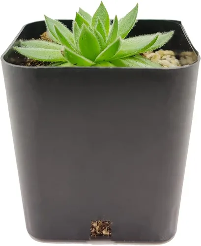 Miniatura 3 de Sempervivum Spring Beauty (2 pulgadas) - Planta suculenta saludable Sempervivum Live de fácil cuidado para interiores