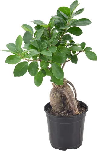 Arcadia Garden Products LV61 Ginseng Ficus Live - Planta bonsái de interior en maceta de plástico de 4 pulgadas, verde, **Vendido por Amazon y