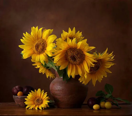 Miniatura 4 de 500 semillas de girasol mixtas para plantar, semillas de girasol tradicionales sin OMG de alta calidad para plantar en jardines y paisajismo, mejora