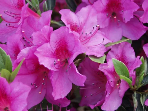 Miniatura 2 de Purple Formosa Azalea 3 plantas vivas Formoso de rododendro Arbusto de floración exuberante Acento de paisaje de jardín resistente