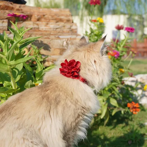 Miniatura 2 de azuza Paquete de 2 collares de gato floral con campana y corbatín de flores extraíble, ajustable, tela de terciopelo para mascotas, decoración