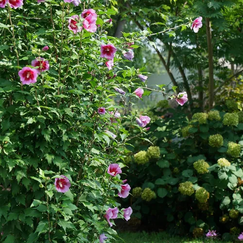 Miniatura 6 de s 2 Gal. Rosa de pilar púrpura de Sharon (Hibisco) Arbusto