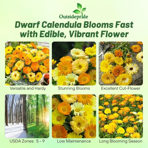 Miniatura 2 de Outsidepride Fruit Twist - Semillas de caléndula – 100 semillas anuales comestibles de flores para plantar para platos y usos de bienestar