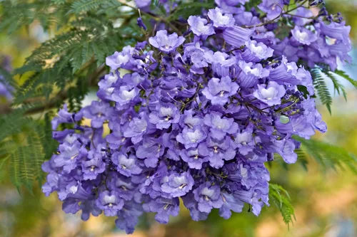50 semillas de árbol de jacaranda azul, impresionante árbol en flor, fabricado en Estados Unidos, se envía desde Iowa