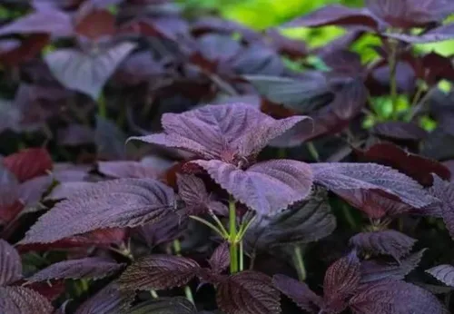 Miniatura 2 de Semillas anuales de albahaca asiática sin OMG, 200 unidades, color morado, Shiso