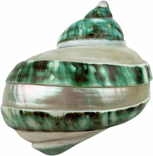 Heyiwell Grandes conchas turbo verdes y perlas, cangrejo ermitaño para manualidades, decoración náutica del hogar, 3.5 ~ 4 pulgadas