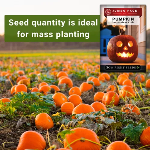 Miniatura 4 de Sow Right Seeds - Semillas de calabaza de campo de Connecticut a granel para plantar - 1 onza, 140 semillas - Jack O'Lantern sin OMG para plantar un