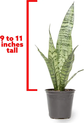 Miniatura 5 de Planta de serpiente viva, Sansevieria Zeylanica, planta de interior en maceta, planta de lengua de suegra Sansevieria viva, planta suculenta en Olla