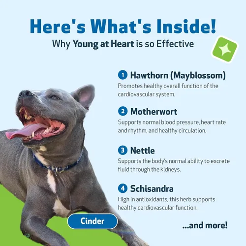 Miniatura 3 de Pet Wellbeing Young at Heart para perros - Apoyo a la salud cardíaca para personas mayores, bienestar cardiovascular con espino y agripalma