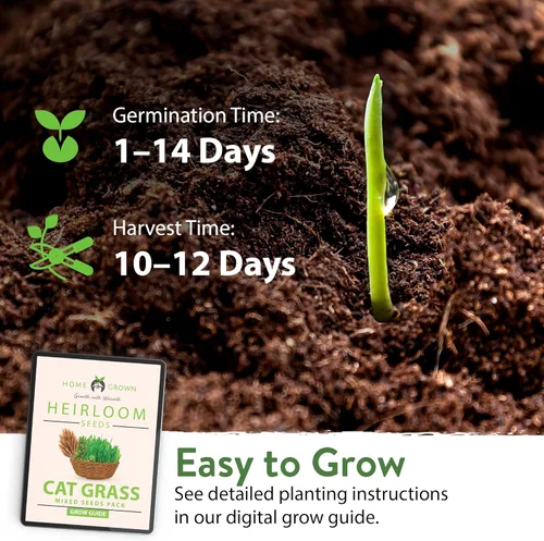 Miniatura 4 de HOME GROWN Mezcla de 2,160 semillas de plantas para gatos – Hierba gatera sin OMG, citronela, regaliz, tomillo y valeriana – Kit de recambio