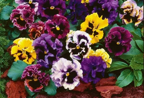 Miniatura 3 de Semillas de pensamiento mixtas con volantes con volantes, más de 40 semillas para plantar frizzle Sizzle Flower (paquete de 2)