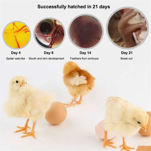 Miniatura 4 de Incubadora de huevos, incubadoras digitales totalmente automáticas, control automático de temperatura de torneado de huevos, pantalla LED