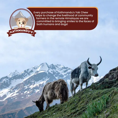 Miniatura 9 de Queso auténtico del Himalaya de yak para perros - Pequeño (Paquete de 10) - Procedencia de las estribaciones prístinas del Himalaya, sin cuero