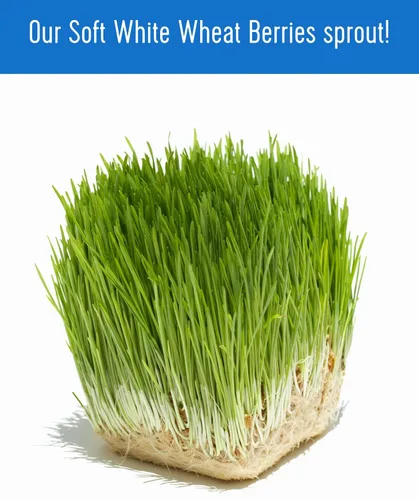 Miniatura 7 de Palouse Brand Granos de Trigo Blanco Suave Certificados Sin Residuos de Glifosato 1 LB Cultivado por Familias en el Estado de Washington 100%