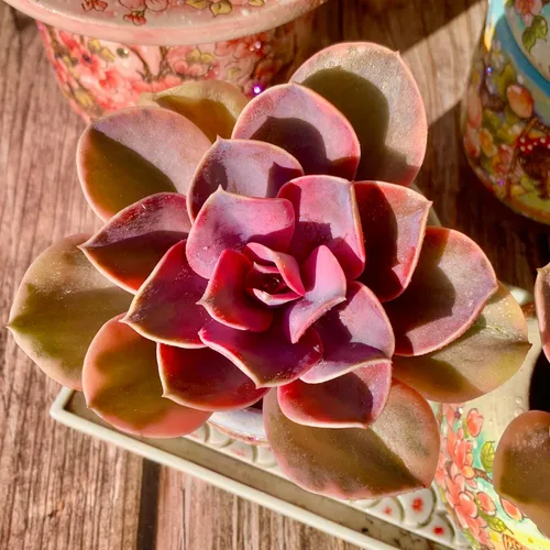 Miniatura 12 de Echeveria Agavoides Cassius - Kit de suculentas abigarradas, con maceta de plástico, 1 cabeza de planta viva de 2.5 pulgadas, suelo comprimido