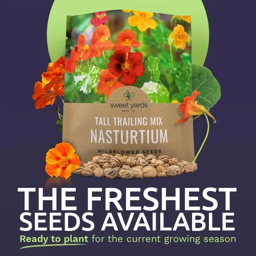 Miniatura 2 de Semillas de capuchina – Colores mezclados – Paquete extra grande – Más de 200 semillas de flores polinizadas abiertas sin OMG – Tropaeolum majus