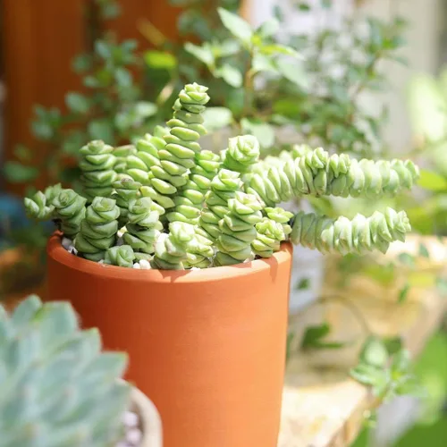 Miniatura 6 de Caja de suculentas Colección única de suculentas de Crassula vivas, fáciles de cultivar, planta de interior para el hogar, totalmente enraizadas
