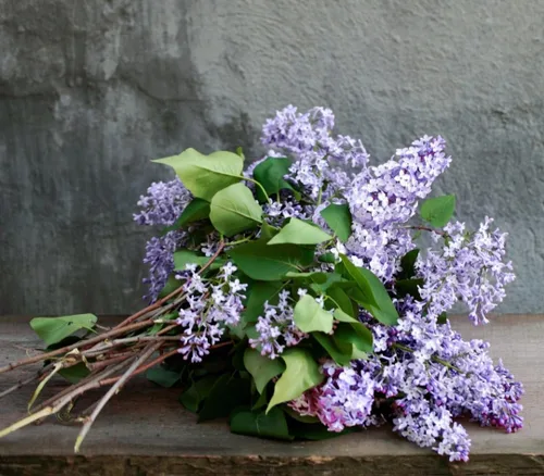 Miniatura 5 de 50 Semillas Lilas Moradas Árbol Japonés Extremadamente Fragante Lila Púrpura Claro Syringa Vulgaris