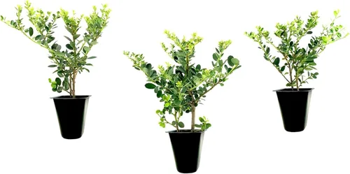 Helleri - Arbusto de acebo | 3 plantas vivas I Ilex Cornutal | Árbol de hoja perenne compacto ideal para bordes bajos, jardines formales y