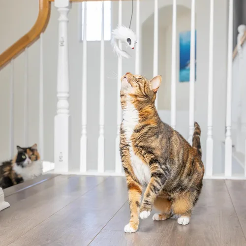 Miniatura 11 de SPOT A-Door-Able - Juguete interactivo para gatos con sonajero colgante y hierba gatera, entretiene a los gatos durante horas, disfruta