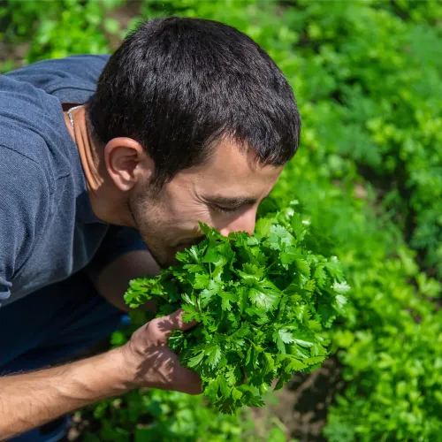 Miniatura 2 de Semillas de cilantro (Ocio) (300 Semillas)