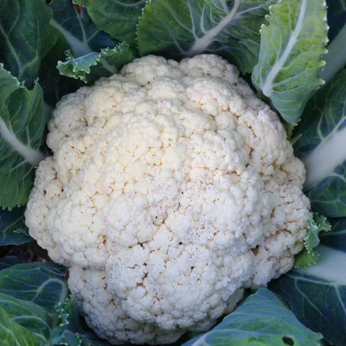 Miniatura 2 de Plant Good Seed Snowball - Semillas de coliflor – Paquete de 150, semillas de reliquia para plantar verduras, suministros de jardinería, huerto