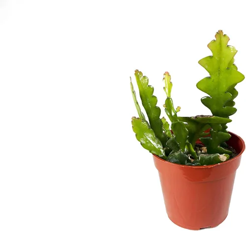 Cactus Zig Zag - 4" de California Tropicals