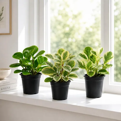 Miniatura 3 de Peperomia obtusifolia en macetas decorativas de 4 pulgadas, planta de goma para bebé, planta de interior viva, purificador de aire, apto