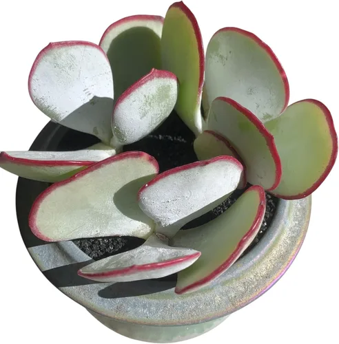 Plantas Suculentas Vivas Echeveria 'White Eyebrow' 2 pulgadas Paquete de 3, Suculentas Verdes Raras Raíz Desnuda Sin Tierra de Maceta, Plantas Vivas
