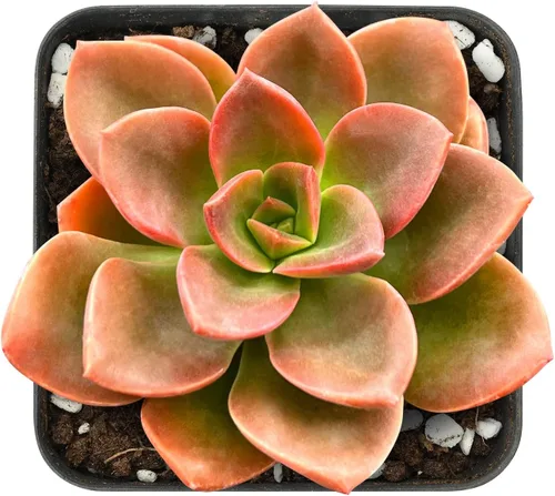 Miniatura 5 de Sprout N Green Echeveria 'Baekya', planta suculenta viva de 'White Night' totalmente enraizada en maceta de 2 pulgadas, decoración de boda