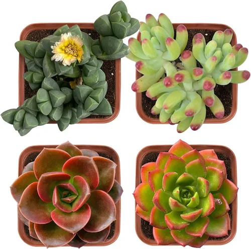 Miniatura 6 de Plantas suculentas (paquete de 4), suculentas vivas totalmente enraizadas en macetas de cultivo de 2 pulgadas, planta de casa única en maceta